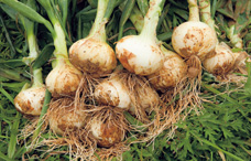 有機質肥料で育てたので、野菜の味が濃くて健康的!