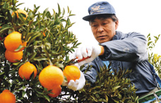 皆さんそれぞれのこだわりで野菜づくりに取り組む達人